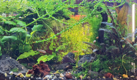 aquarium Gribites