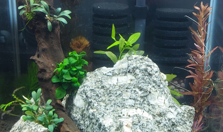 aquarium Bac caridina