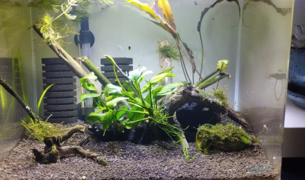 aquarium Scapers 35L Dennerle