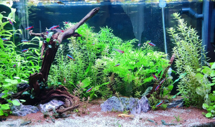aquarium Juwel Vision 180