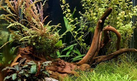 aquarium Bac à crevettes 45 l