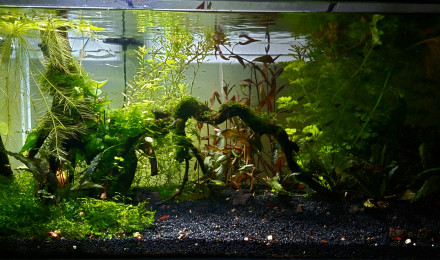 aquarium Propriété de l abonné 160l