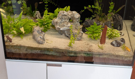 aquarium Communautaire salon