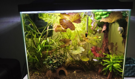 aquarium SuperFish Start 50
