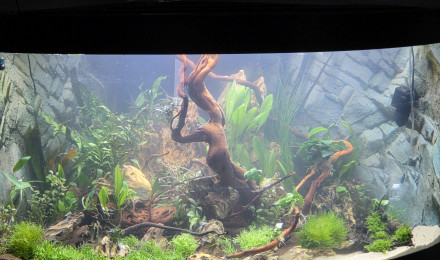 aquarium trigon  350