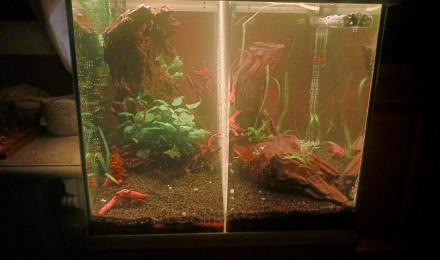 aquarium Betta geant