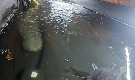 aquarium bac prédateurs de l amazone