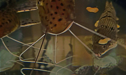 aquarium Aquarium prédateurs 300l