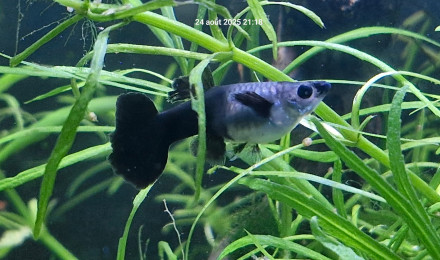 aquarium 50l crevettes