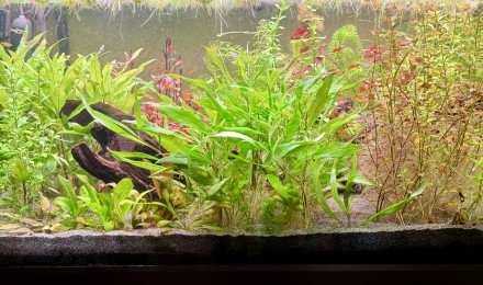 aquarium Eheim Proxima 250