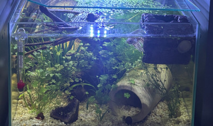 aquarium ZOLUX betta rek 24 Shiro