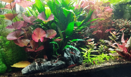 aquarium Aquarium aquatlantis 180 litres