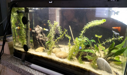 aquarium La-racine-sous-l-eau