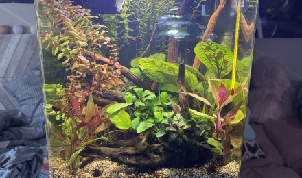 aquarium Nano cube Dennerle 30 Snow