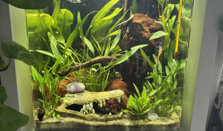 aquarium Nano cube AMTRA 30 Moon