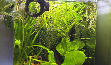aquarium Nano cube Dennerle 30 Bernard