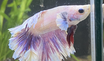 aquarium Betta