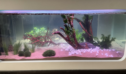 aquarium Aquatable Asie