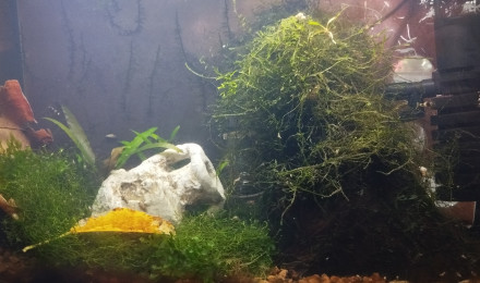 aquarium Aquarium aquatlantis 20 litres SP Caridina