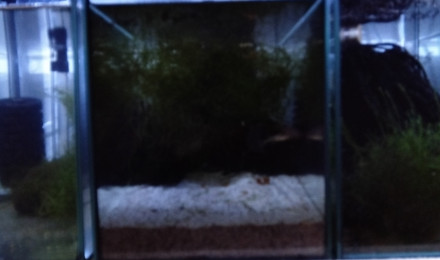 aquarium 342 01 Couple Fundulopanchax gardneri Nsukka 93-20
