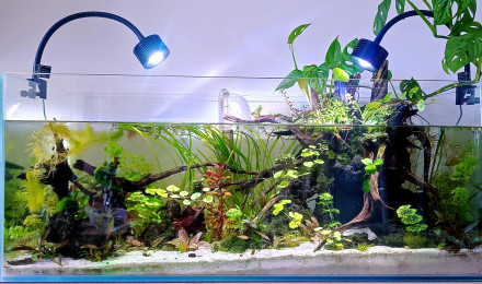 aquarium 160l
