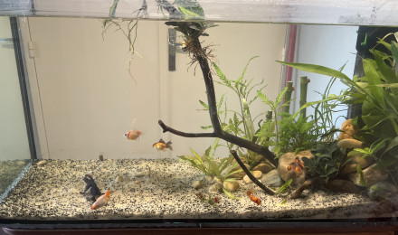 aquarium 100l poissons japonais