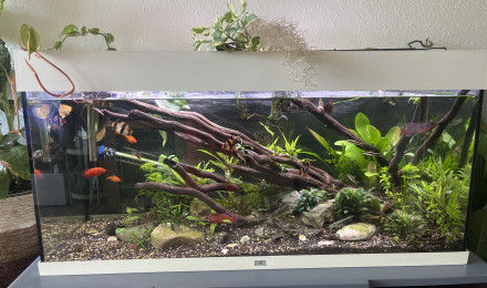 aquarium Bac communautaire 200l