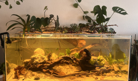 aquarium Bac 540l Amazonie biotopes Orénoque