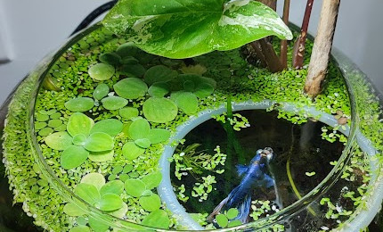 aquarium La boule