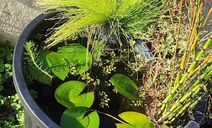 aquarium Poubellariums
