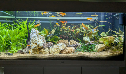 aquarium JUWEL RIO180 ENTREE