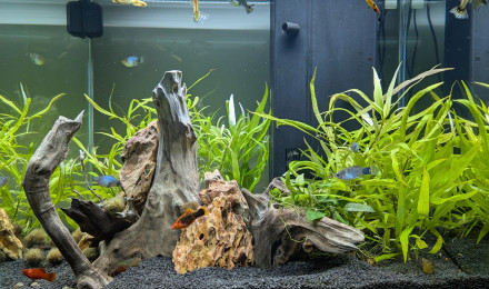 aquarium CIANO EMOTION PRO 60