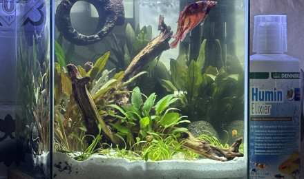 aquarium ZOLUX betta kub 15 Spike
