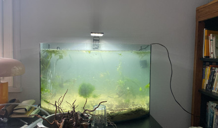 aquarium Projet 110 litres