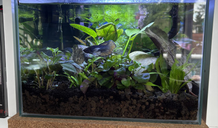 aquarium ZOLUX betta rek 24 Onyx