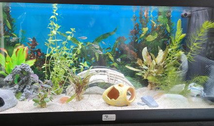 aquarium Didier_89100