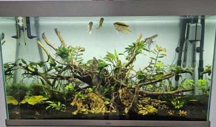aquarium 200L Amazonien