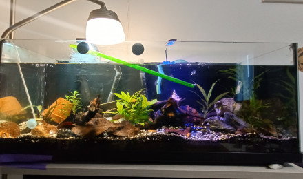 aquarium Jewels kingdom