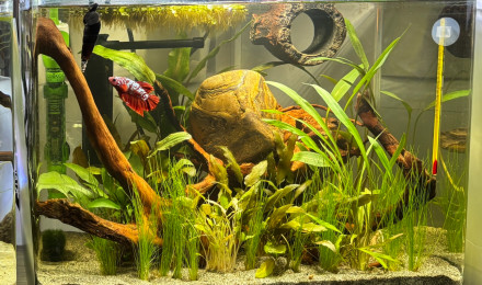 aquarium Scapers tank AQUADELLA 30 Kheops