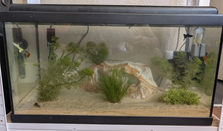aquarium Guppys