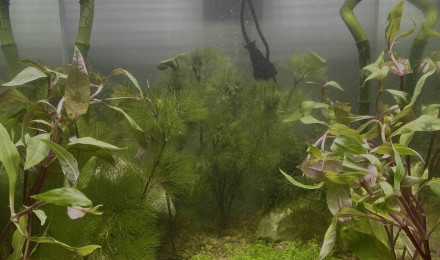 aquarium nano aqua
