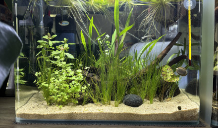 aquarium Scapers tank AQUADELLA 30 Sushi