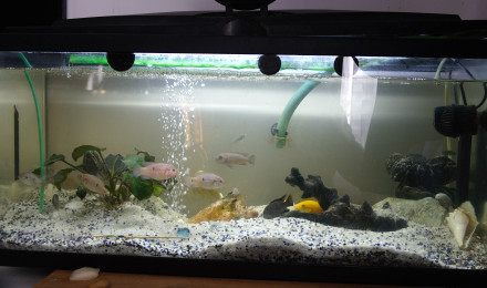 aquarium Le pensionnat