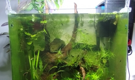 aquarium Aquarium de 62 litres bords arrondis