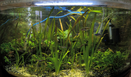 aquarium Aquarium communautaire