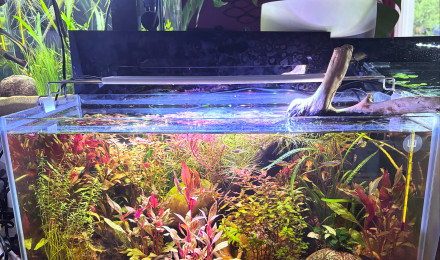 aquarium Tank AQUAEL 60 Nébula