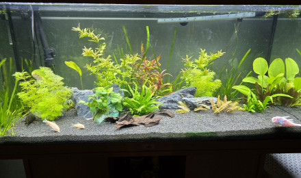 aquarium Juwel Rio 180