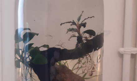 aquarium Bocal wabikuza