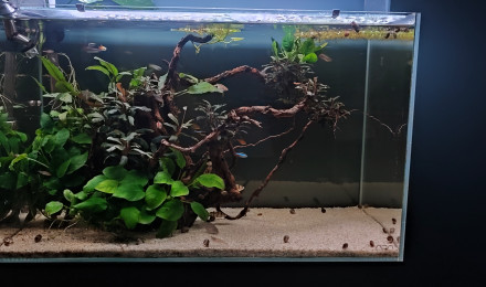 aquarium Racines