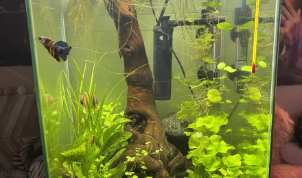 aquarium Tank Truffy 45L Rio